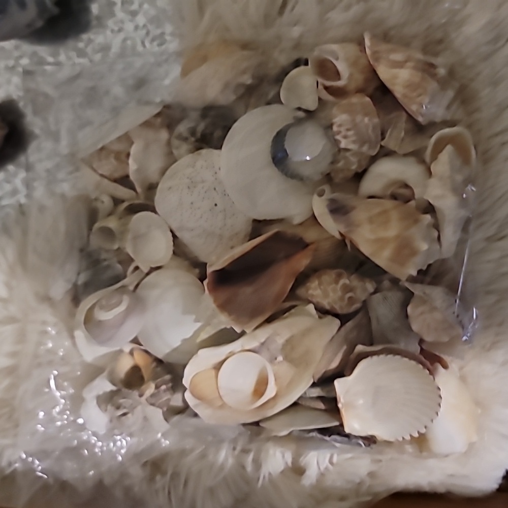 Shell Bundle Atlantic - Picture 2 of 9